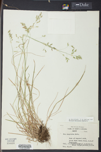 Poa cuspidata image