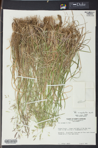 Poa cuspidata image