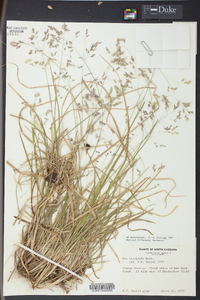 Poa cuspidata image