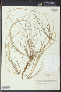 Poa cuspidata image