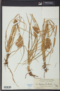 Cyperus lecontei image