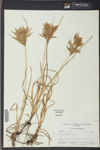 Cyperus lecontei image