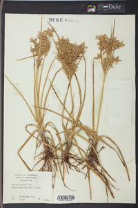 Cyperus lecontei image