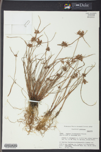 Cyperus louisianensis image