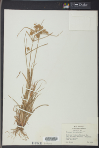 Cyperus polystachyos var. texensis image