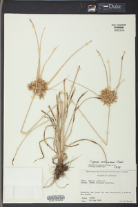 Cyperus ochraceus image