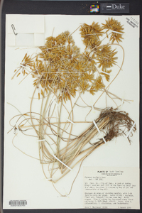 Cyperus oxylepis image