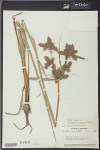 Cyperus pilosus image