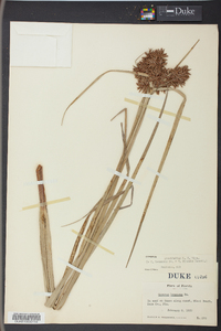 Cyperus planifolius image