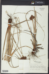 Cyperus planifolius image
