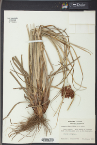 Cyperus planifolius image