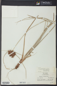 Cyperus planifolius image