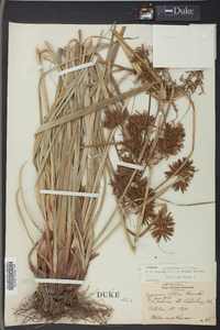 Cyperus planifolius image