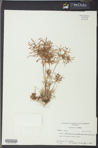 Cyperus polystachyos image