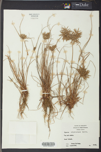 Cyperus polystachyos image