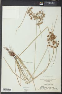 Cyperus pseudovegetus image