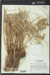 Cyperus pseudovegetus image