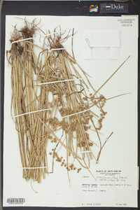 Cyperus pseudovegetus image