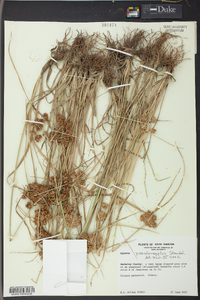 Cyperus pseudovegetus image