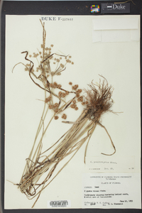 Cyperus pseudovegetus image