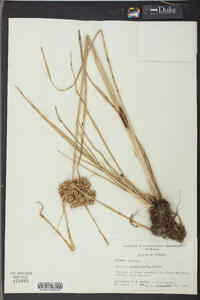 Cyperus pseudovegetus image