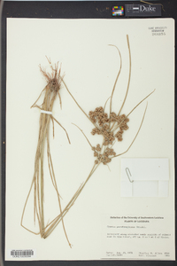 Cyperus pseudovegetus image