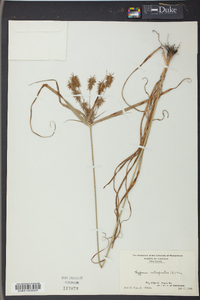 Cyperus retrofractus image