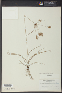 Cyperus retrofractus image