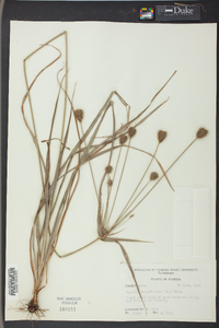 Cyperus retrofractus image