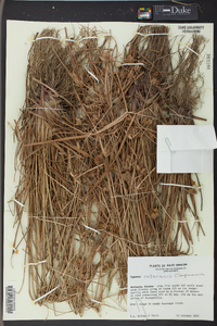 Cyperus retrorsus image