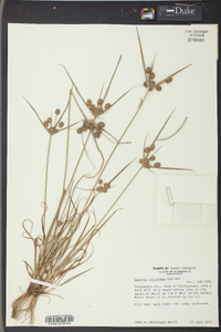 Cyperus retrorsus image