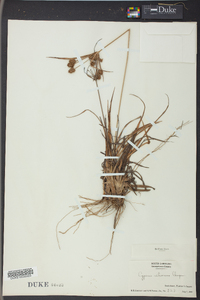 Cyperus retrorsus image