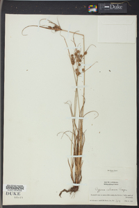 Cyperus retrorsus image