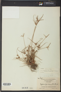 Cyperus retrorsus image