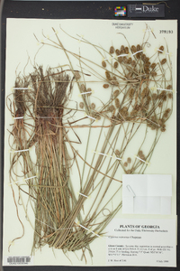 Cyperus retrorsus image