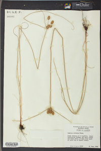 Cyperus retrorsus image