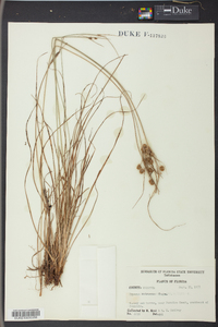 Cyperus retrorsus image