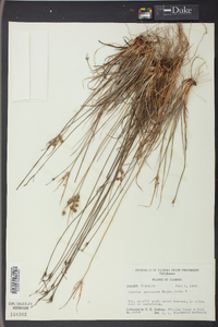 Cyperus retrorsus image