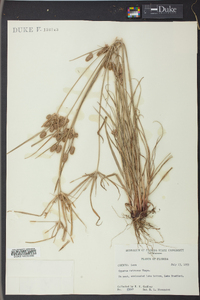Cyperus retrorsus image