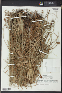 Cyperus retrorsus image