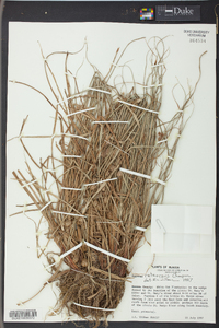 Cyperus retrorsus image