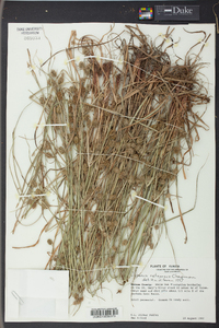 Cyperus retrorsus image