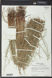 Cyperus retrorsus image