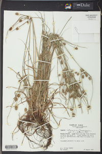 Cyperus retrorsus image