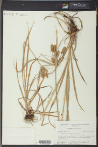 Cyperus retrorsus image