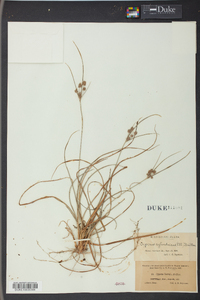 Cyperus retrorsus image