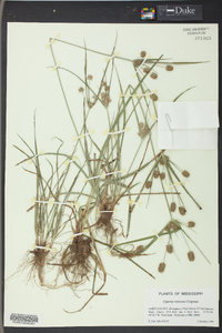 Cyperus retrorsus image