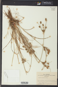 Cyperus retrorsus image