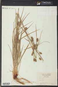 Cyperus retrorsus image