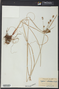 Cyperus retrorsus image